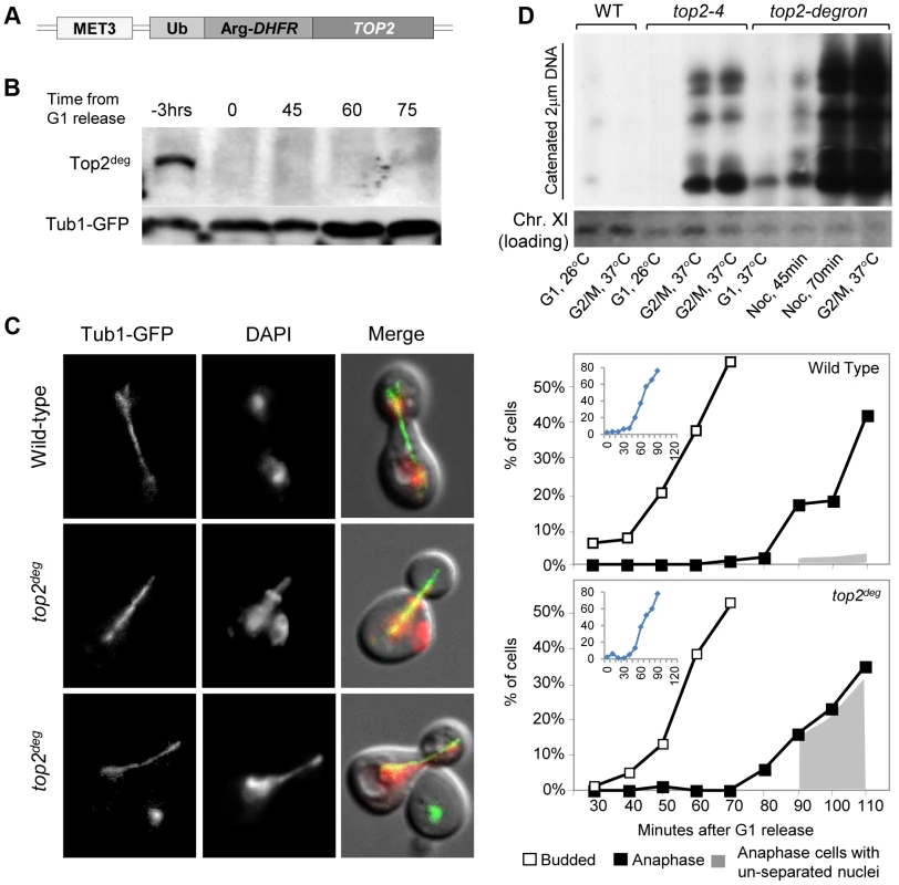 Characterization of a Yeast <i>top2</i> Degron Strain.