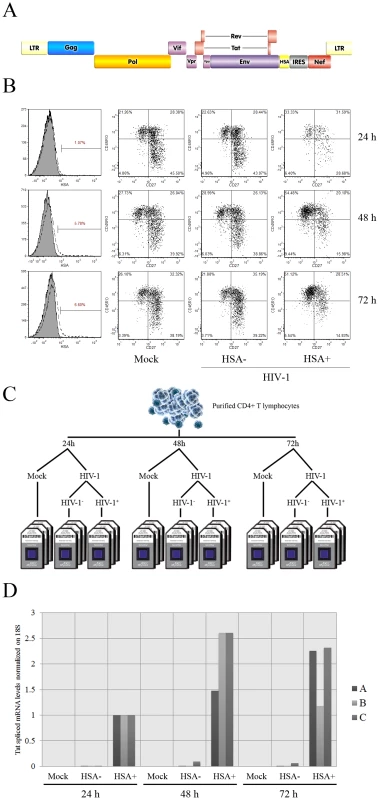Isolation and characterization of HIV-1-infected cells.