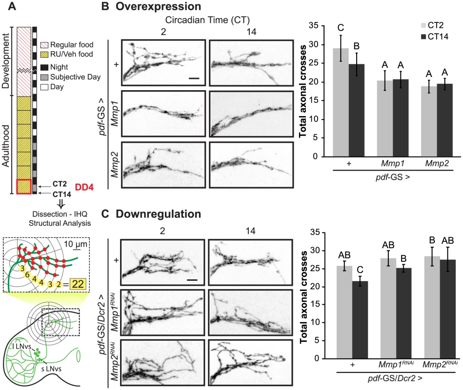 Mmps are key players of the structural plasticity of PDF neurons.