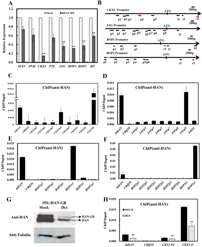 Chromatin immunoprecipitation analyses indicate that HAN directly binds to <i>CKX3</i>, <i>JAG</i> and <i>BOP1/2</i>.