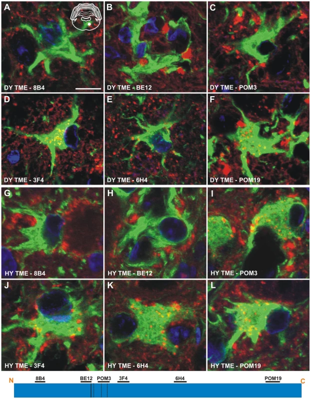 Strain-specific truncation of PrP<sup>Sc</sup> in astrocytes of hamsters infected with either the DY or HY TME agents.