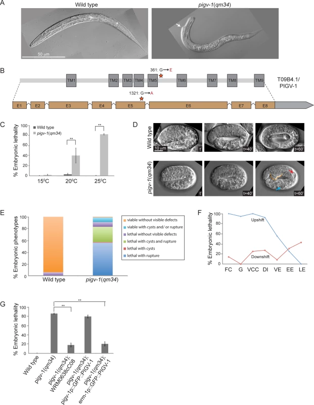 A temperature sensitive missense mutation in <i>pigv-1(qm34)</i> leads to defects in embryonic elongation.