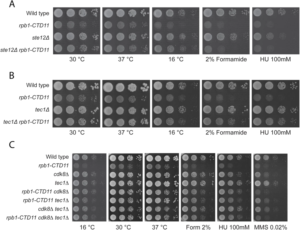 Loss of <i>STE12</i> or <i>TEC1</i> suppressed growth defects associated with <i>rpb1-CTD11</i> and the latter functioned in the same pathway as <i>CDK8</i>.