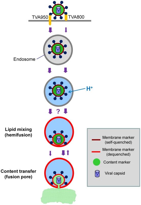 Schematic illustration of ASLV entry and fusion through alternative receptors.