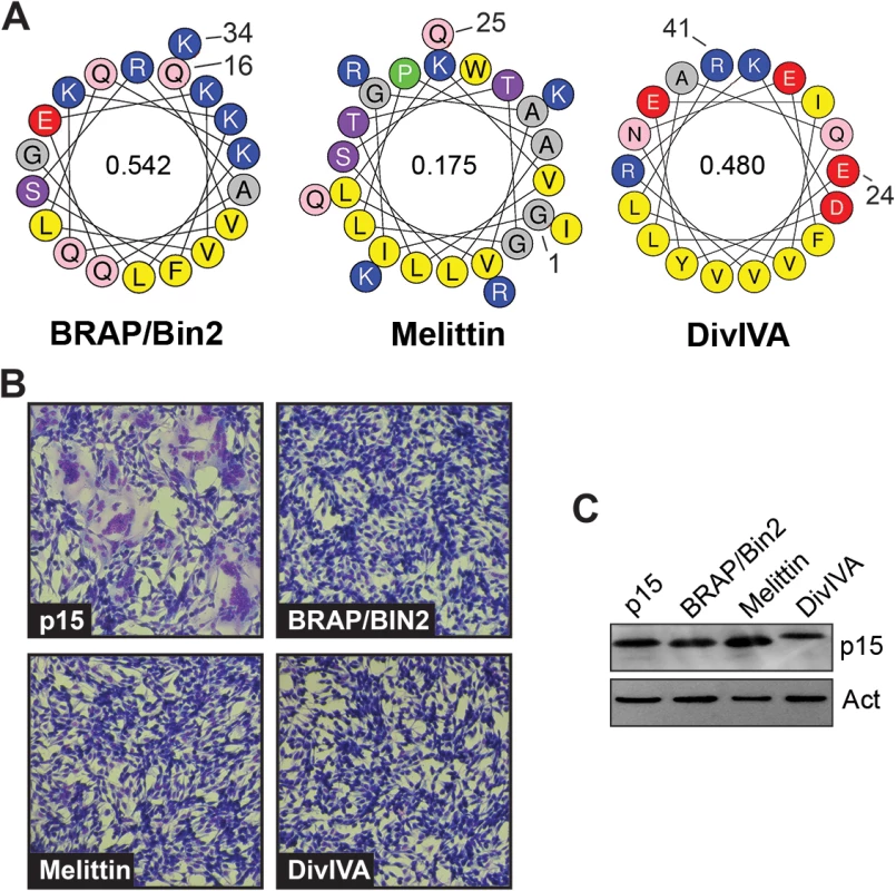 The p15 HP cannot be replaced with heterologous membrane-interactive amphipathic helices.