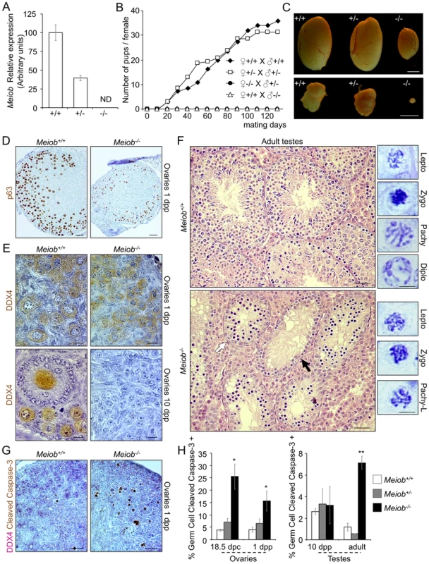 <i>Meiob</i> is required for fertility, germ cell survival and progression through meiosis prophase I.