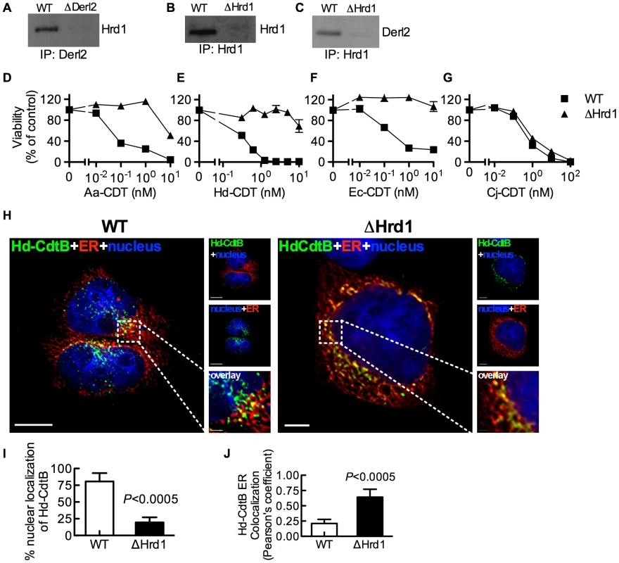 Hrd1 is required for CDT intoxication.