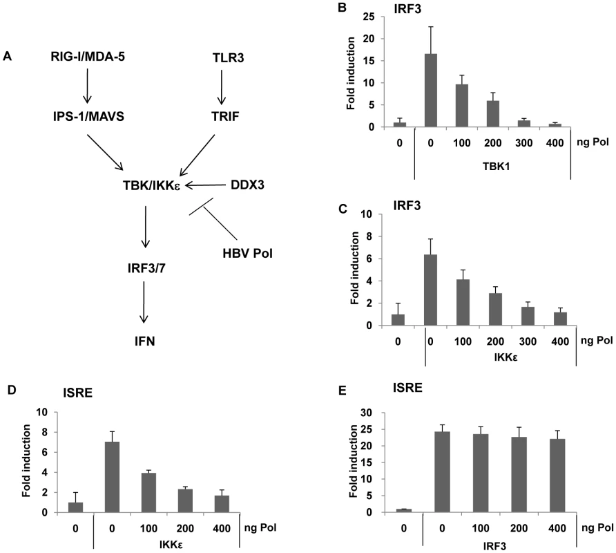 HBV Pol blocks IRF activation by inhibiting TBK1/IKKε activity.