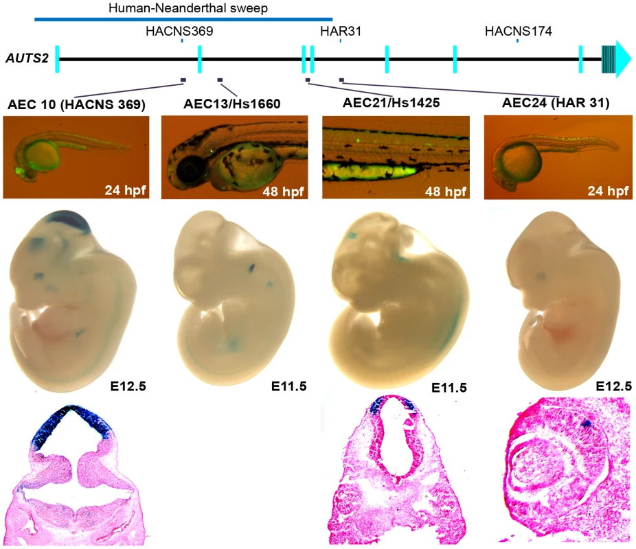 Four positive zebrafish and mouse enhancers in regions implicated in human evolution.