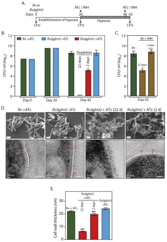 Effect of GlmU<sub>Mtb</sub> depletion of dormant bacteria.