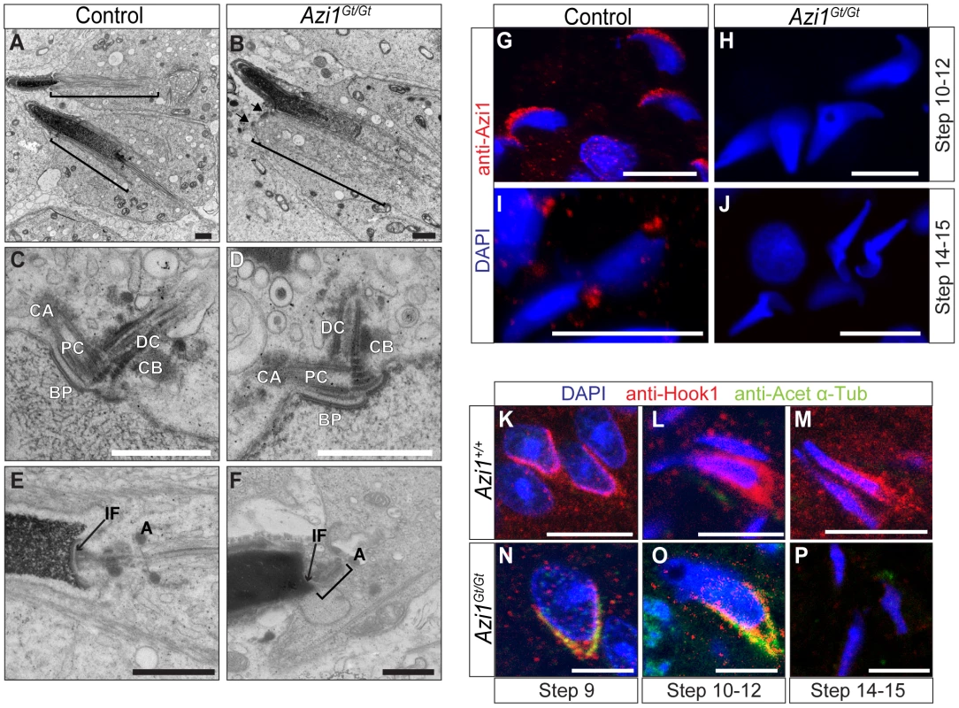 Mutant spermatids show defective manchette structure, and abnormal head morphologies, suggesting defects in IMT.
