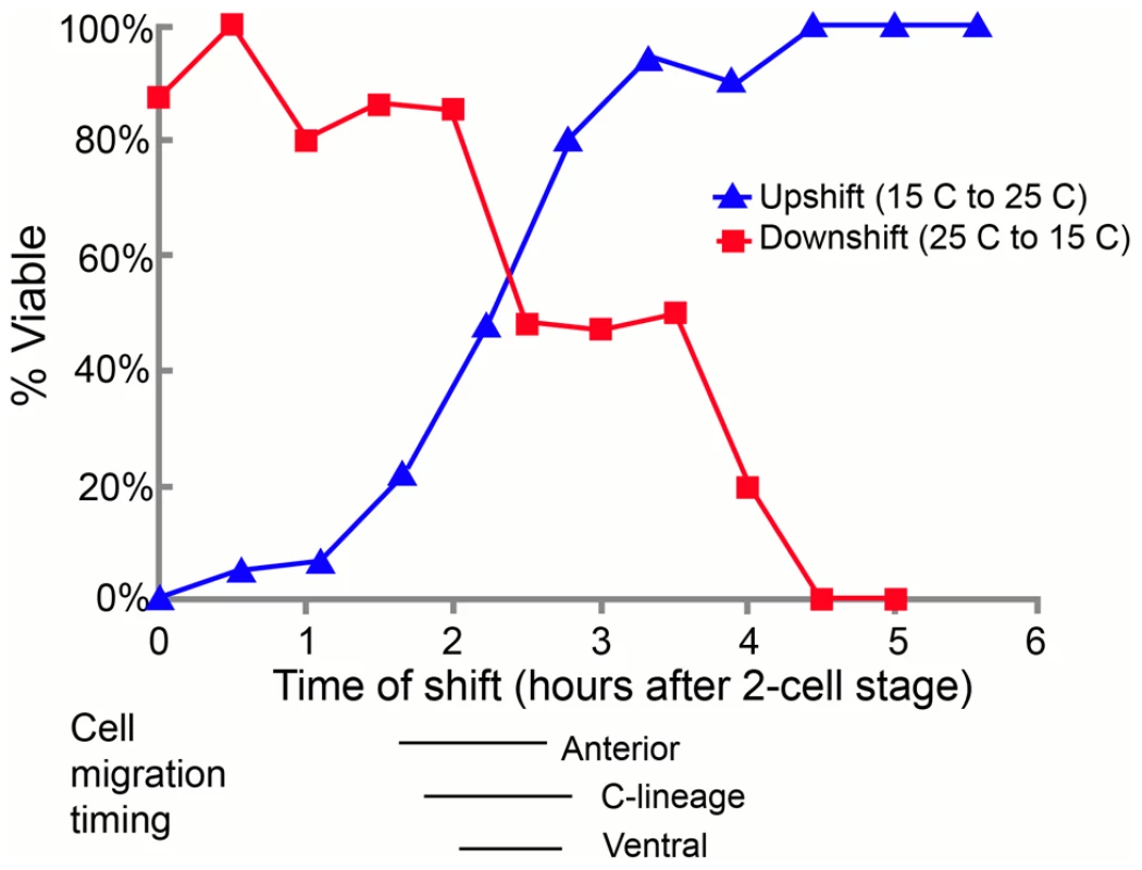 The temperature-sensitive period for <i>pmr-1(ru5)</i> embryos is during anterior, C-lineage, and ventral cell migrations.