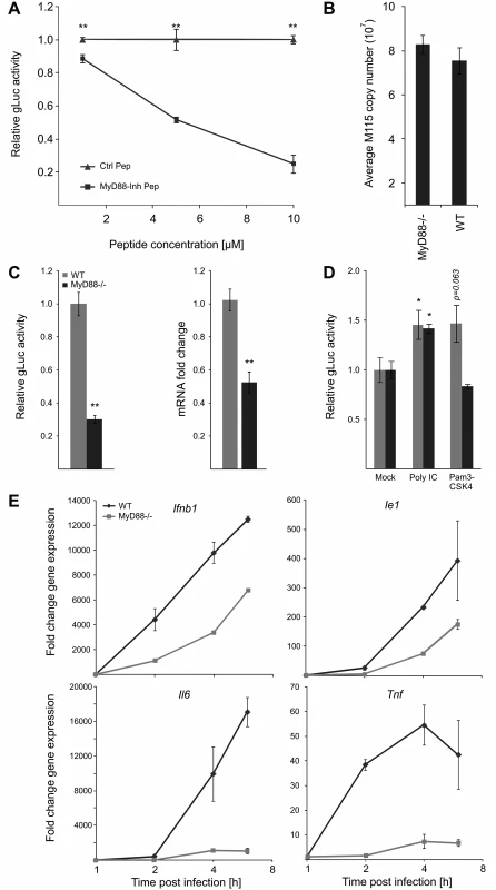 MyD88 governs MIEP activity.