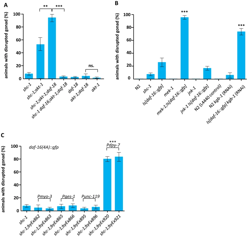 JNK signaling antagonizes hypodermal DAF-16 to ensure gonadal integrity.