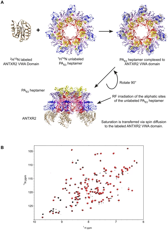 The principle of Transferred Cross Saturation (TCS) applied to the (PA<sub>63</sub>)<sub>7</sub>-ANTXR2 complex. 