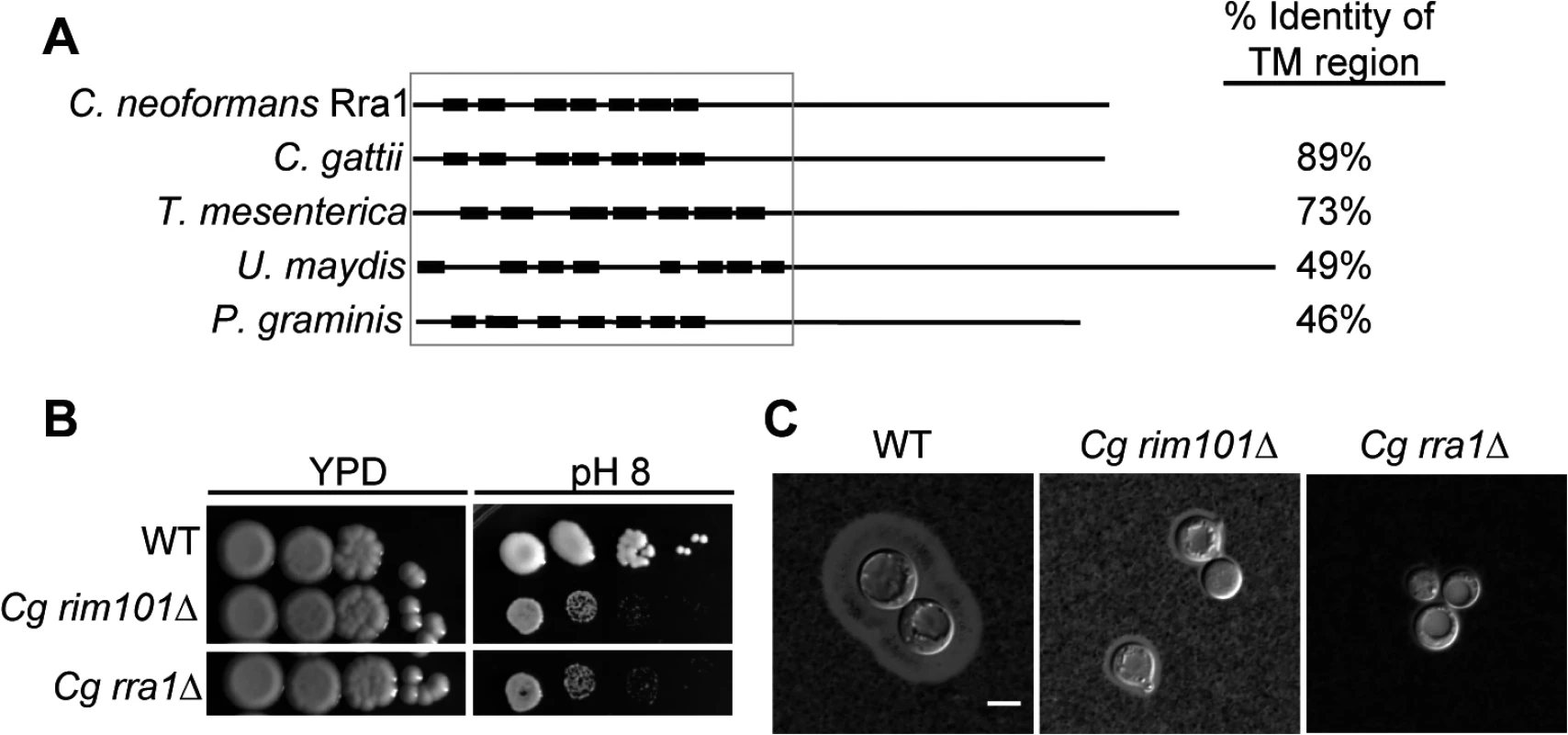 Rra1 is a membrane protein and is conserved through Basidiomycete fungi.