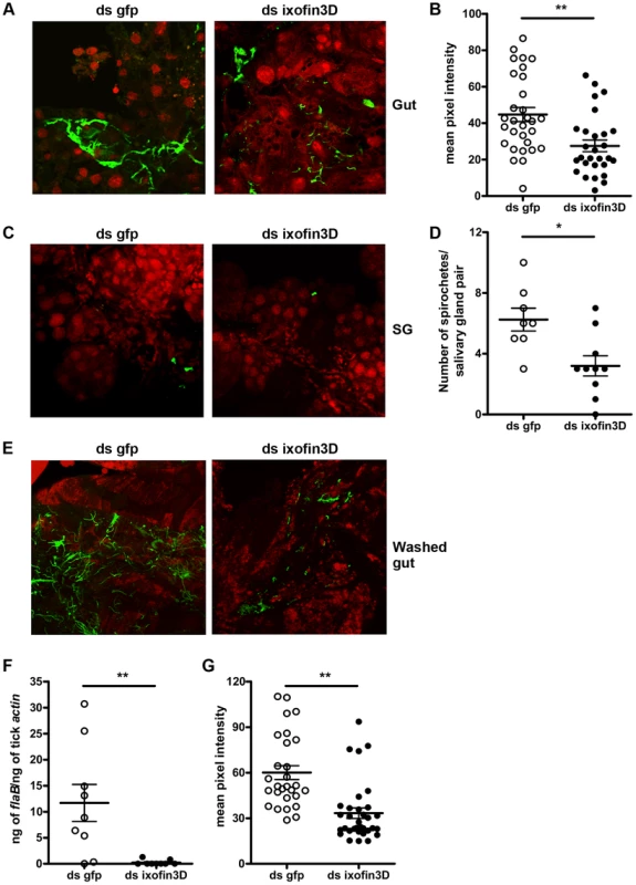 RNA-mediated knockdown of <i>ixofin3D</i> expression results in decreased aggregation of <i>Borrelia burgdorferi</i> on the gut.