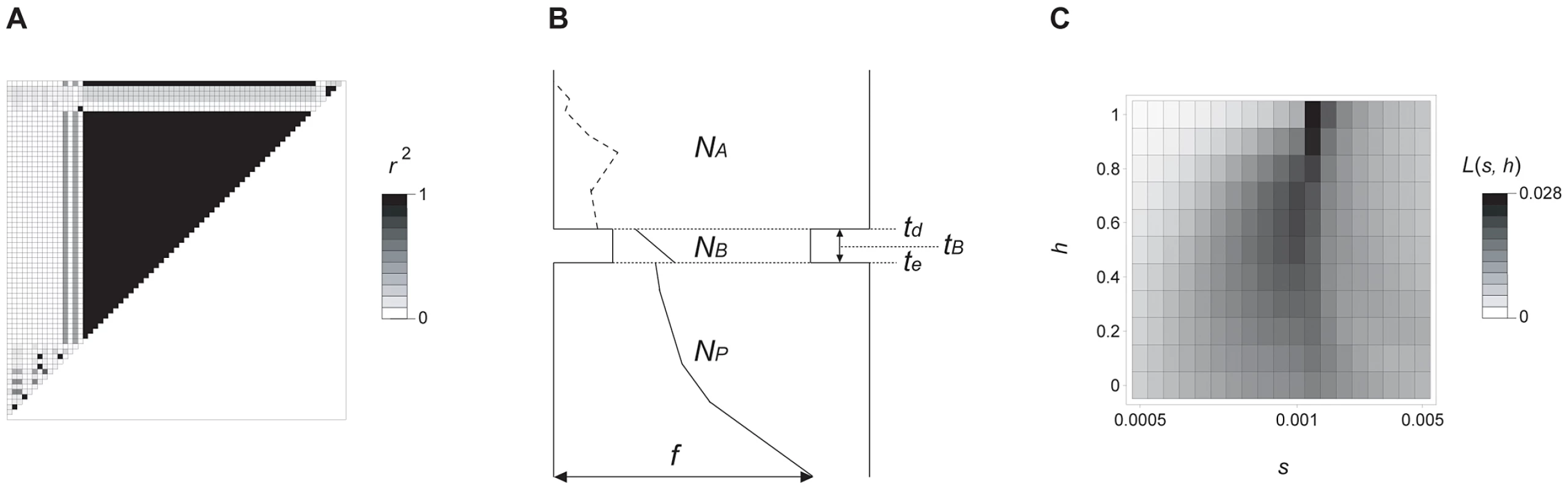 Molecular evolutionary analysis of <i>prol1.1</i>.