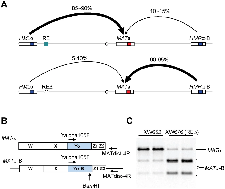 Measure Donor Preference via a PCR-Based Assay.