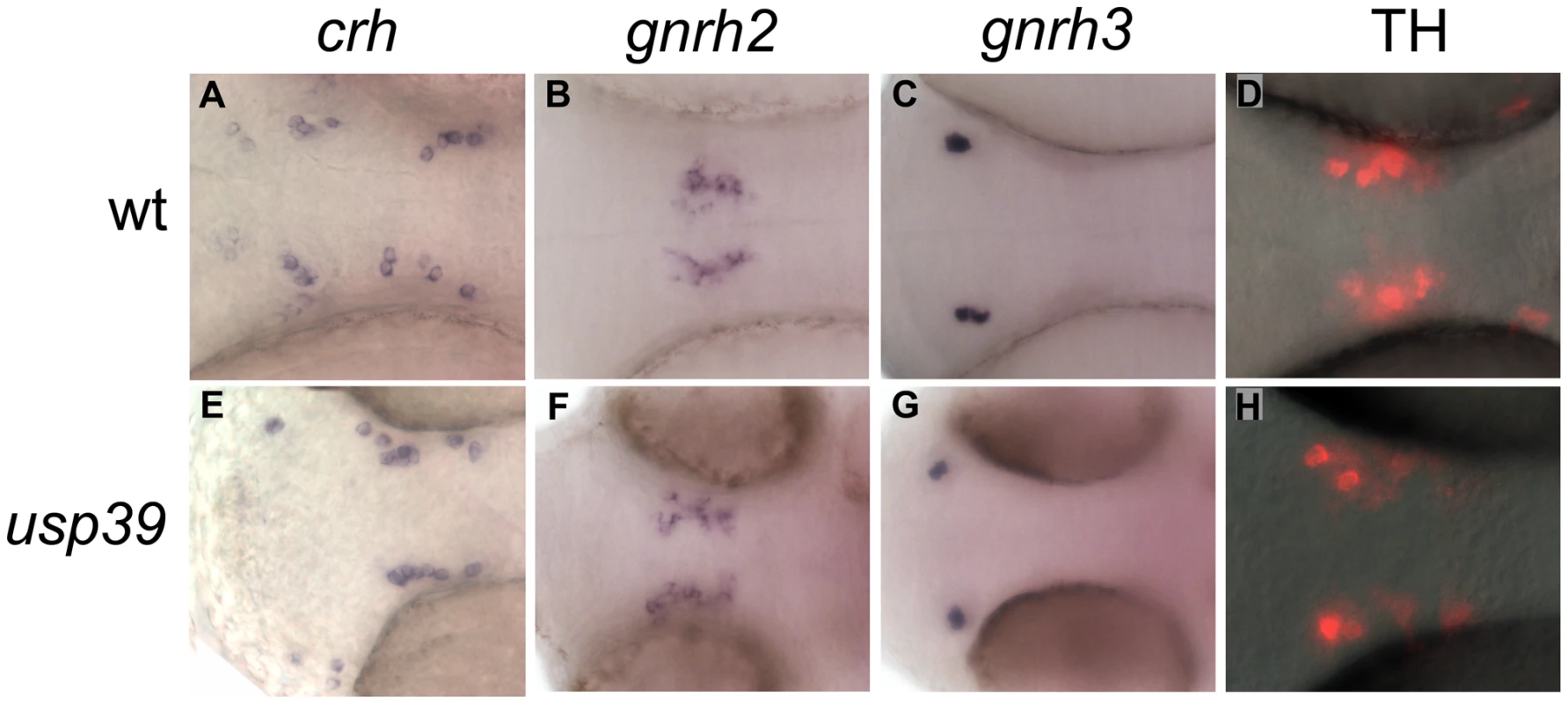 The hypothalamic releasing hormone and dopamine signals are unaffected in <i>usp39</i> mutants.