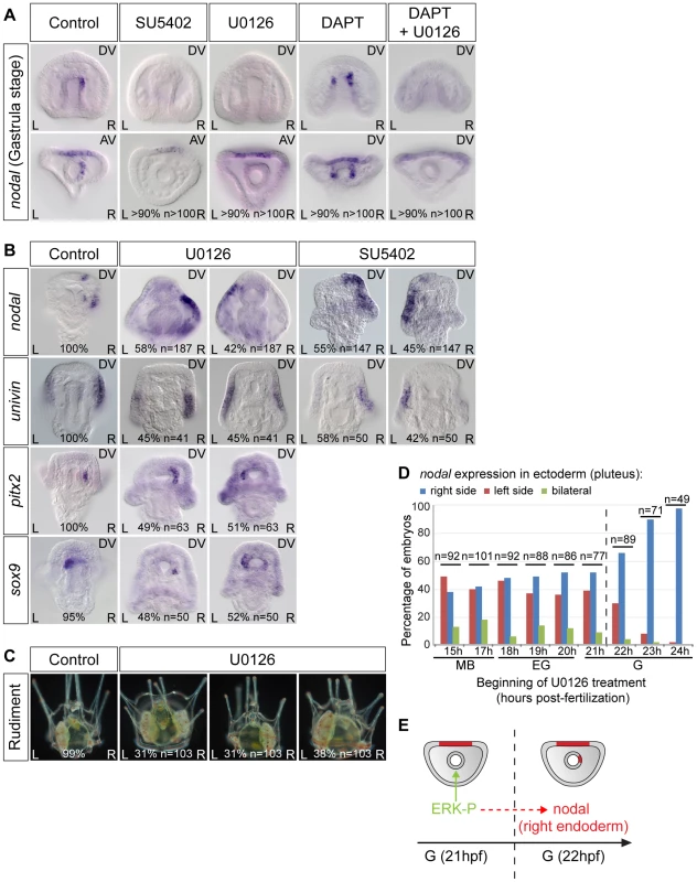 FGF/MAP kinase signaling is required for <i>nodal</i> expression in the left-right organizer.