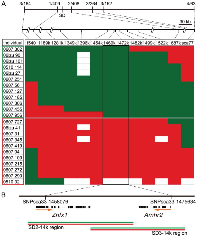 Fine mapping of the sex-determining locus in the pedigreed families of fugu.