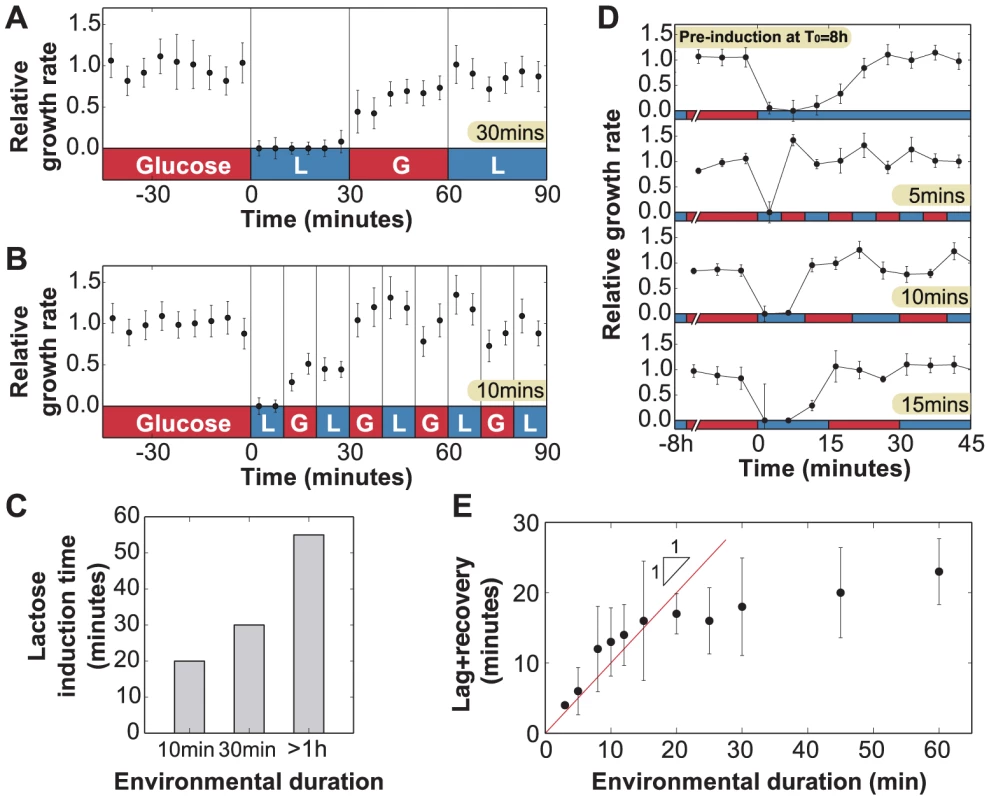 Lag phase and recovery in rapidly fluctuating environments.