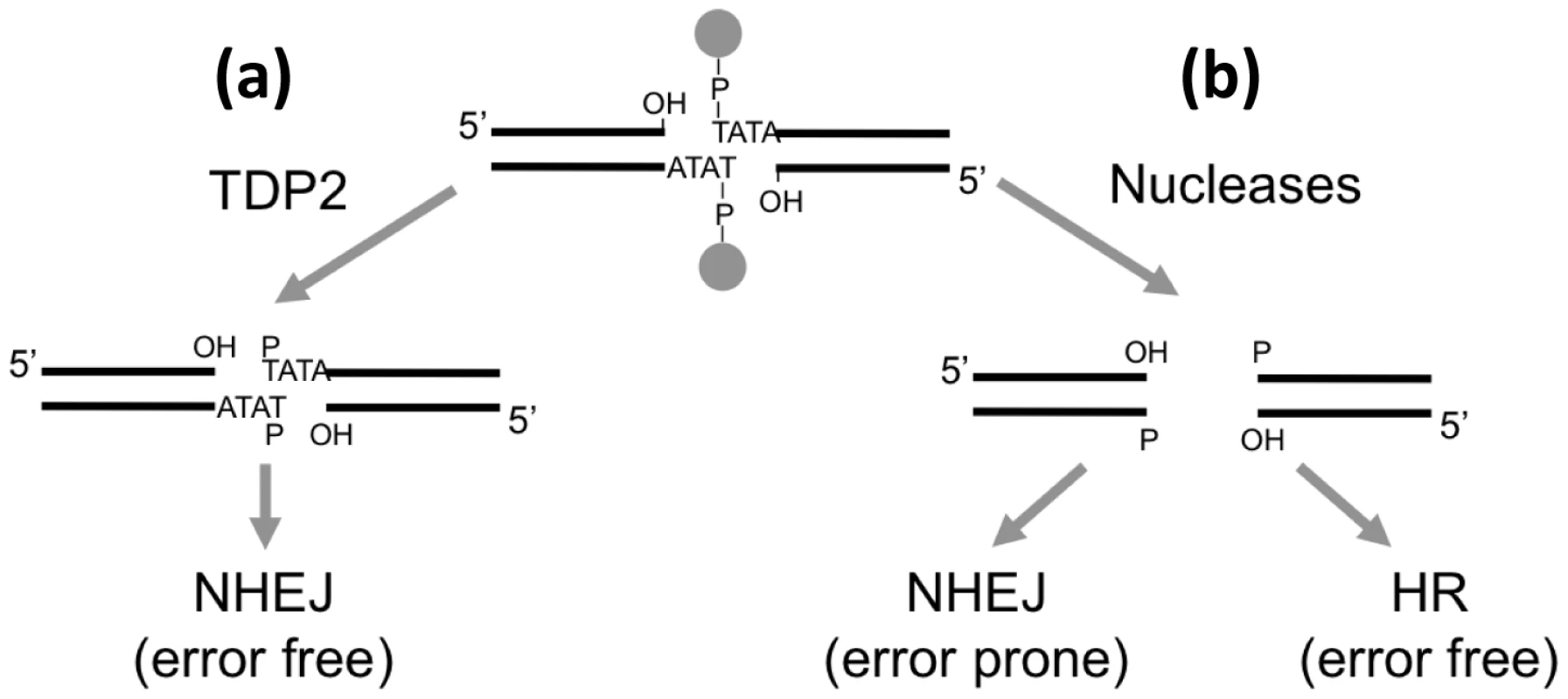 Model for the repair of TOP2-induced DSBs.