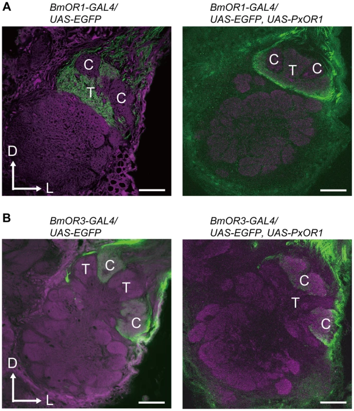 Ectopic expression of PxOR1 does not modify the axonal projections of pheromone receptor neurons.