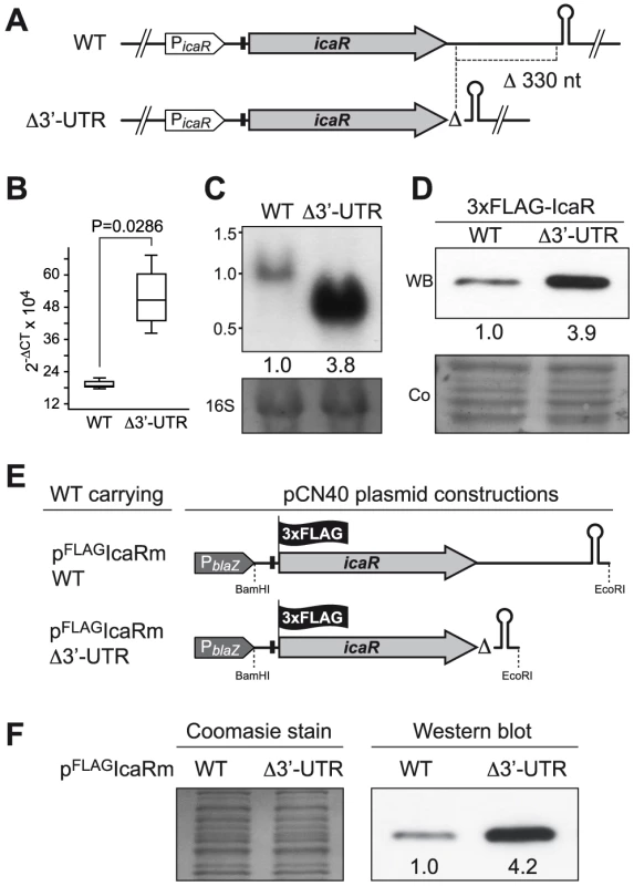 <i>icaR</i> 3′-UTR post-transcriptionally modulates IcaR expression.