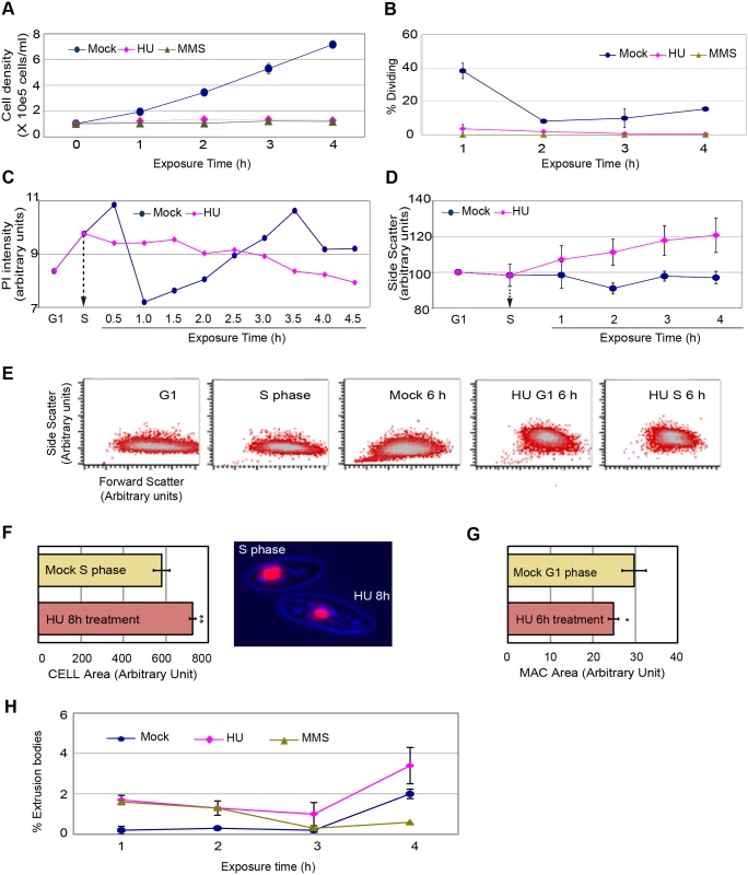 Physical characterization of cells in mock, 20 mM HU and 0.06% MMS treated cultures.