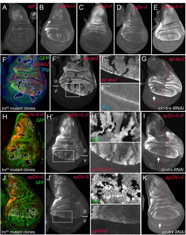 apP mediates <i>ap</i> expression maintenance and depends on Trx input (A-E) Third instar wing imaginal discs stained with α-βGal antibody to visualize <i>lacZ</i> activity.