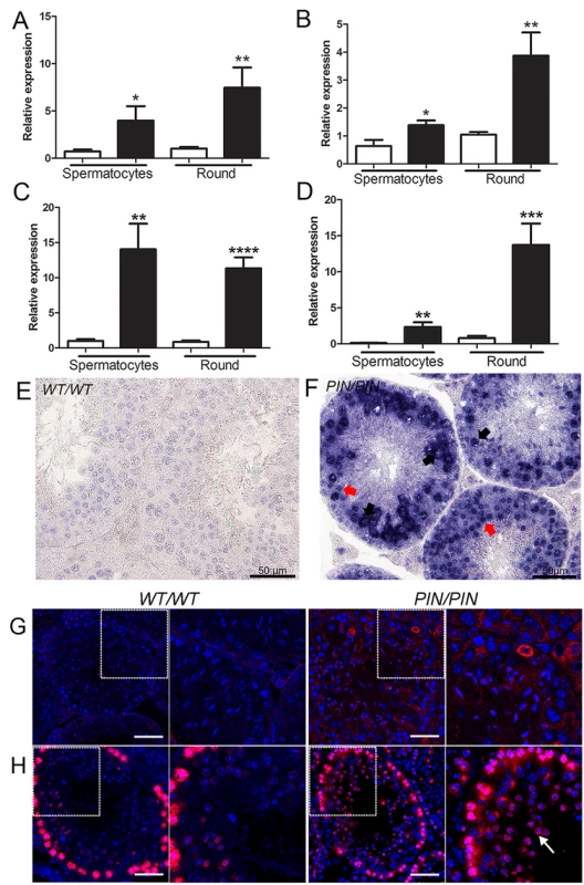 HENMT1 is required for the repression of <i>Line-1</i> and <i>IAP</i> retrotransposons in spermatocytes and round spermatids.