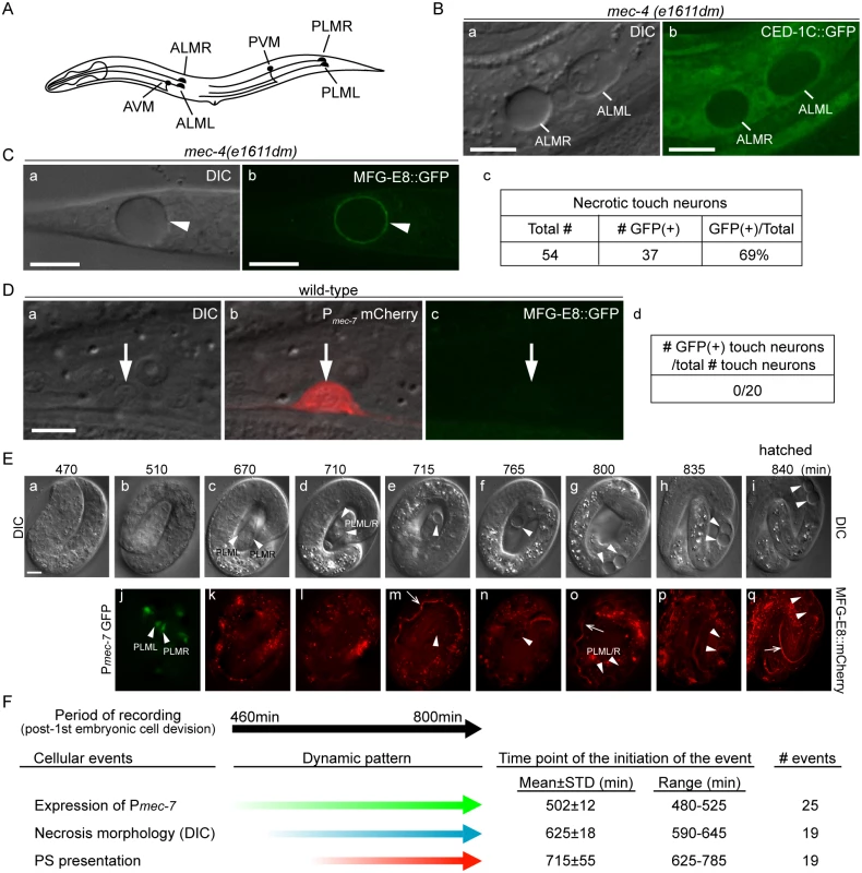 Necrotic cells actively expose PS on their surfaces.