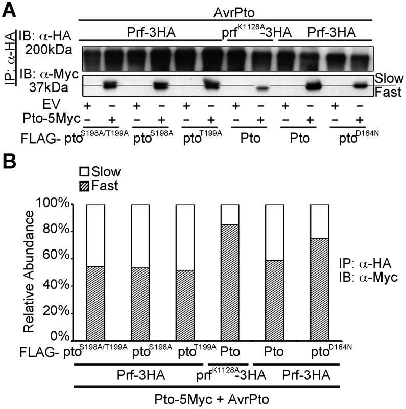 Transphosphorylation is required for Ser-198 and Thr-199 phosphorylation.