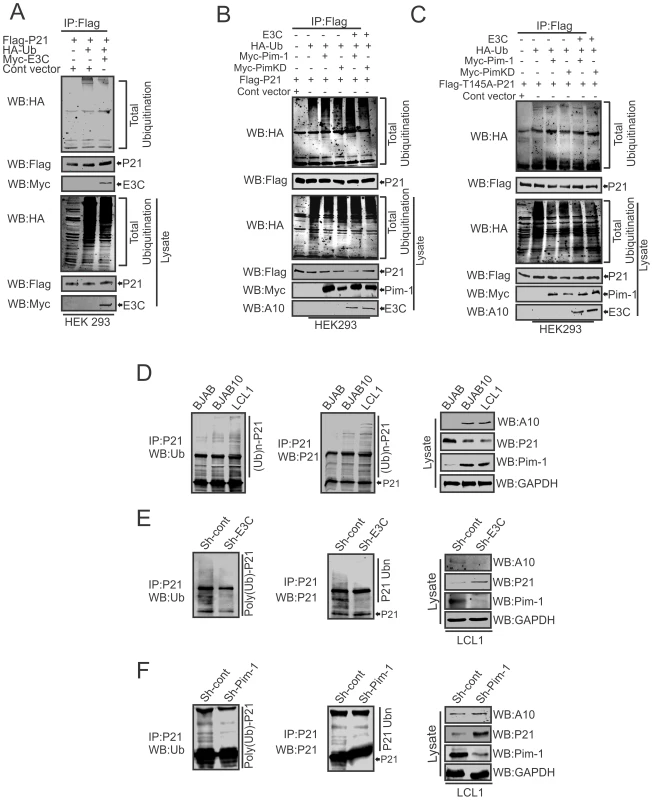 EBNA3C augments Pim-1 dependent degradation of p21.