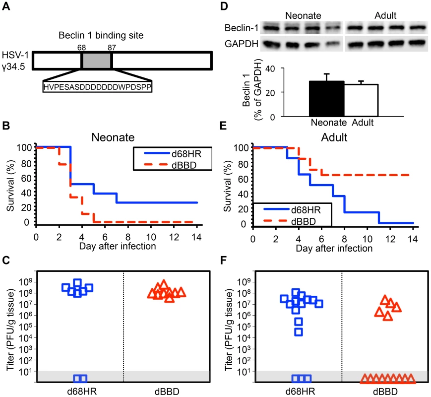 Inhibition of autophagy through beclin 1 binding is dispensable for HSV-1 pathogenesis in the neonatal mouse brain.