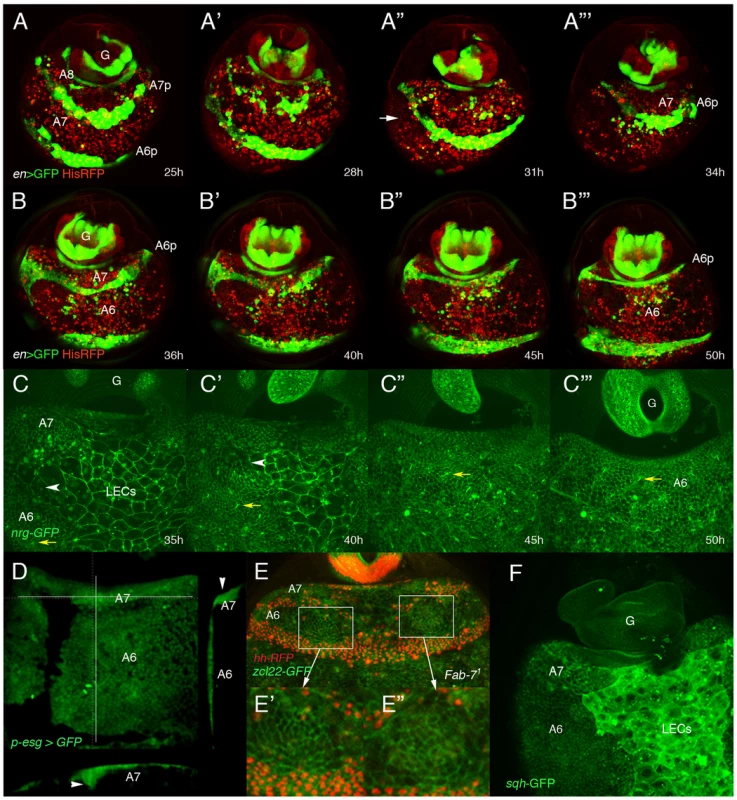Dorsal histoblasts of the male A7 extrude through the epithelium.
