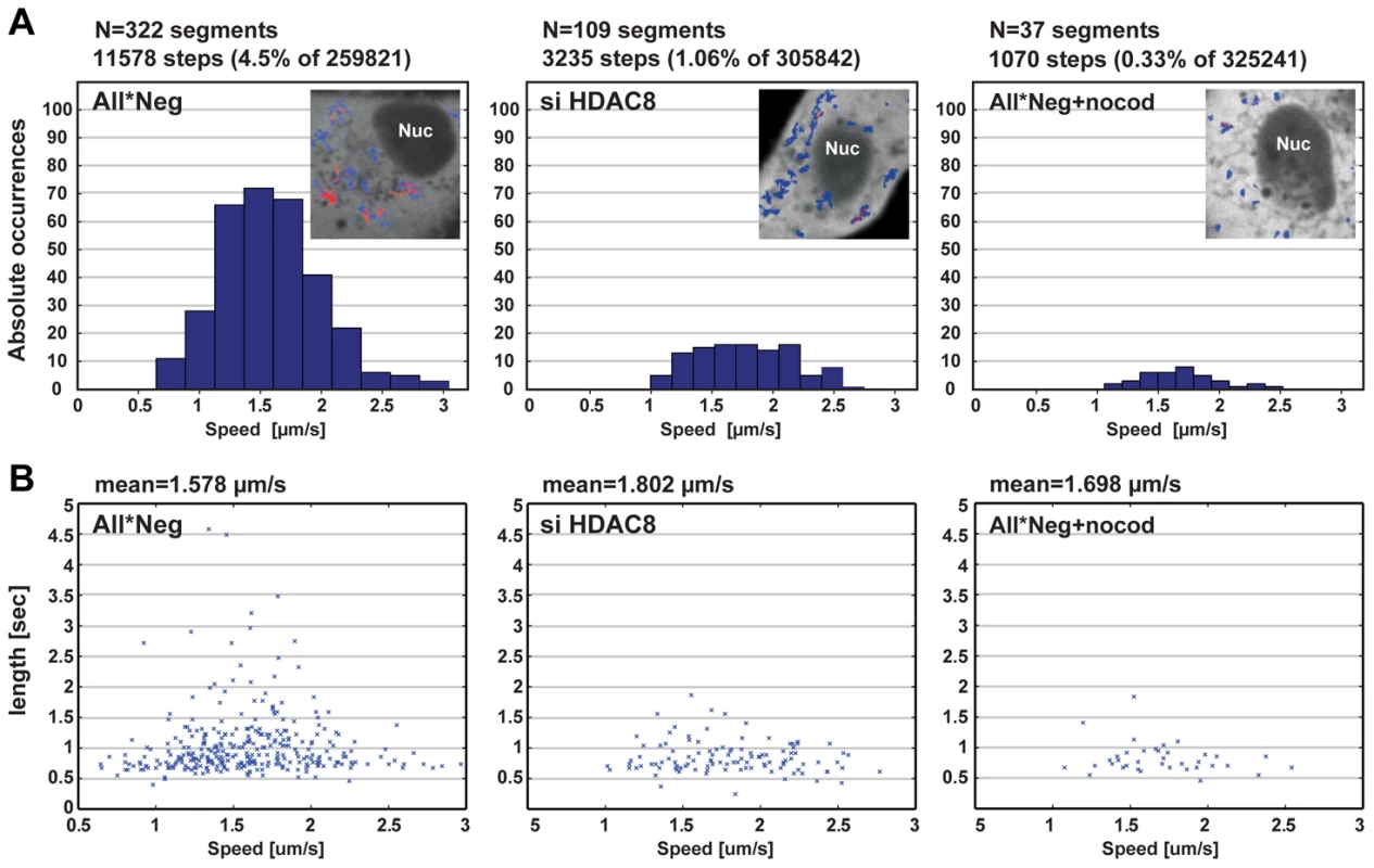 HDAC8 is required for LE/LY motility.
