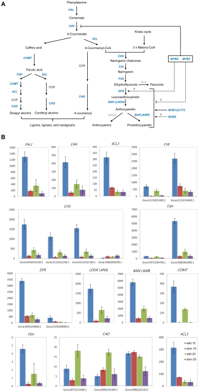 Expression patterns of genes related to phenylpropanoid pathway (A) and their actual expression levels (B) in wild and domesticated cottons.
