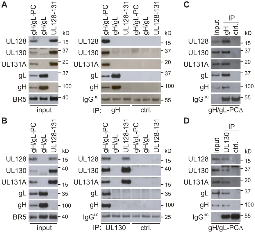 Complex formation of gH/gL-PC subunits co-expressed from MVA.