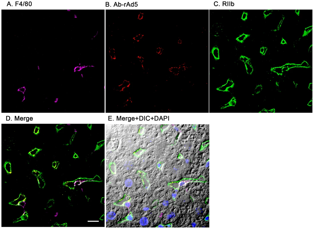 rAd5 labeled with antibody or Cy3 localize predominantly to LSEC.