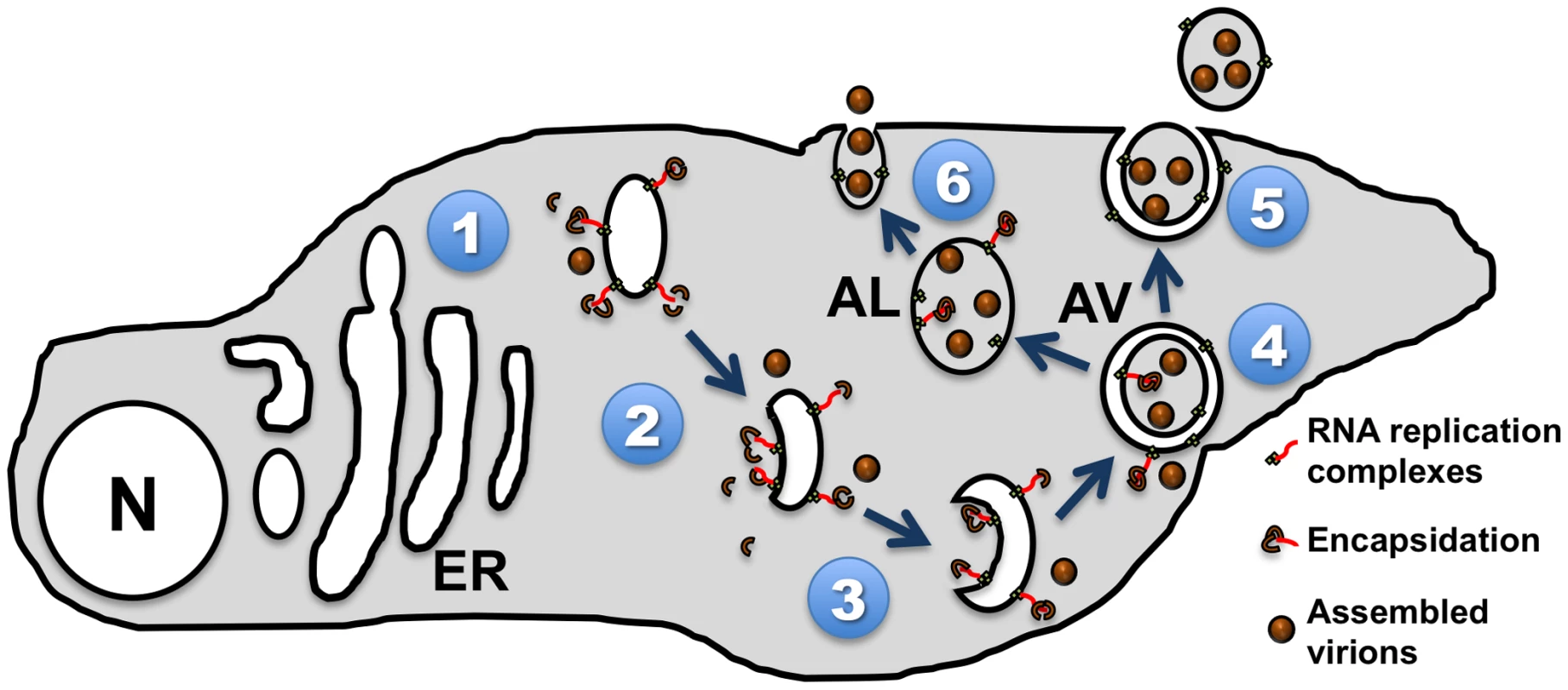 Model of picornavirus interactions with cellular membranes and vesicles.