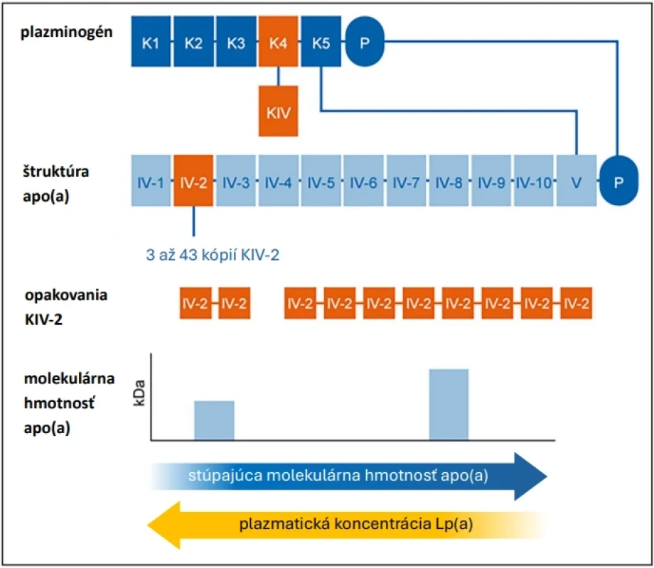 Evolúcia a štruktúra apolipoproteínu(a) (podľa 25)