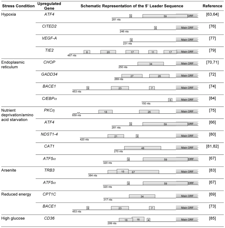 Examples of human genes encoding mRNAs that, under stress conditions, evade global repression of translation and are upregulated due to the presence of uORFs.