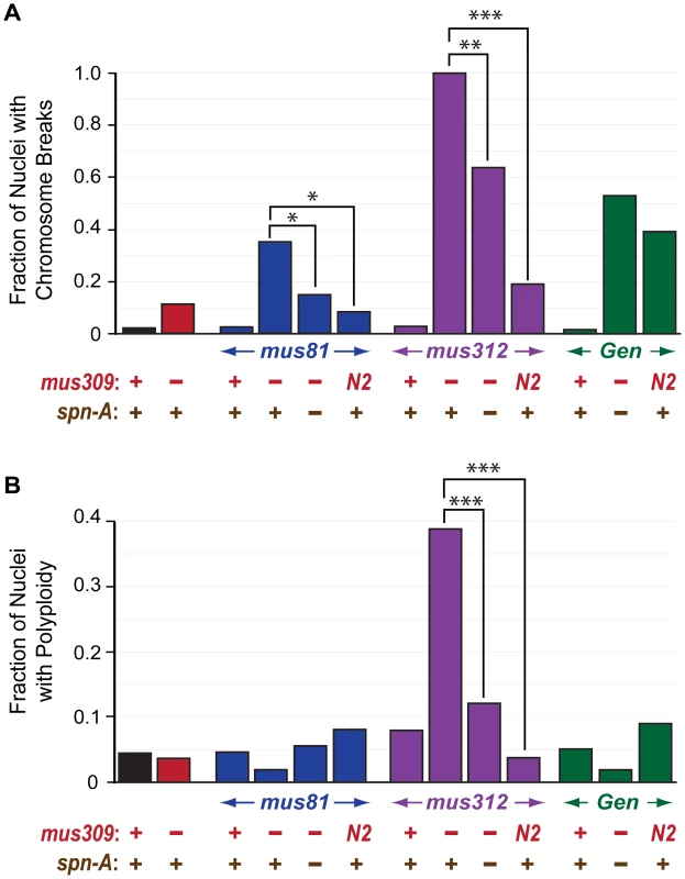 Chromosome breaks and polyploidy in mutants.