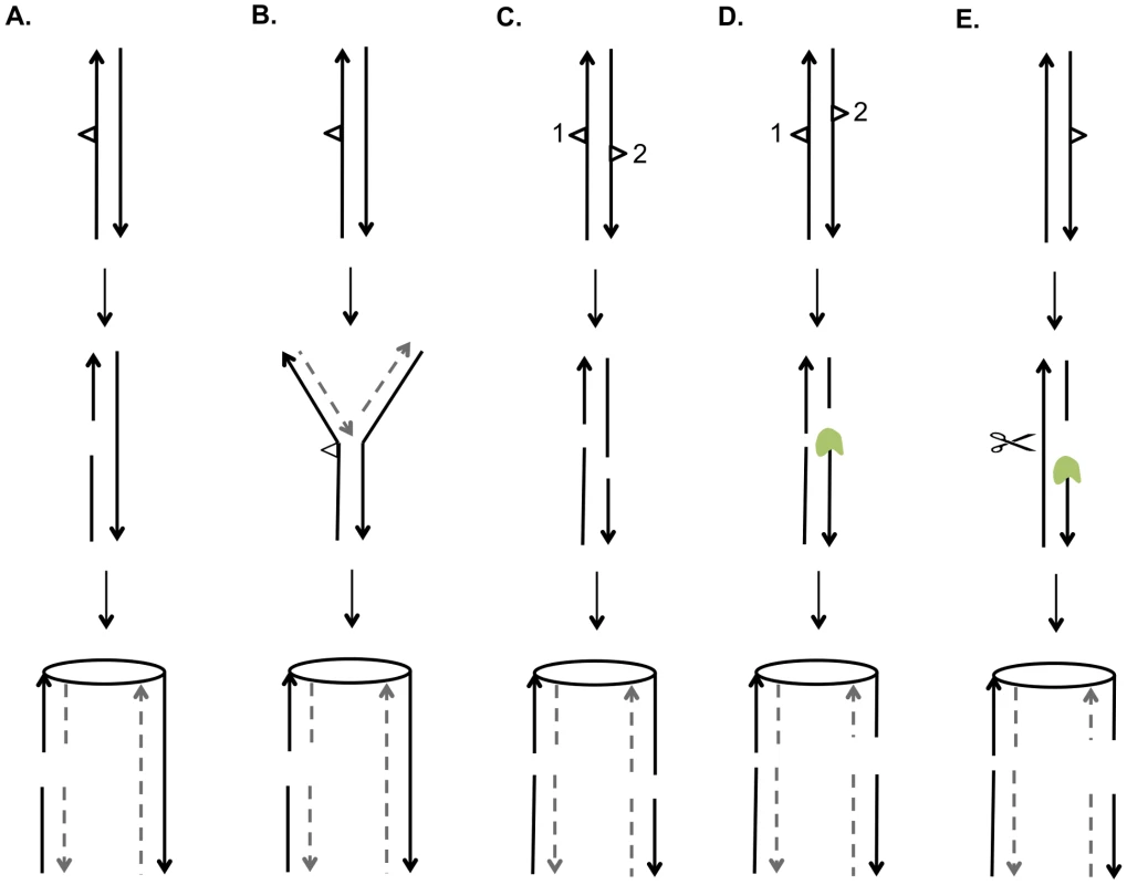 Mechanisms for generating UV-induced recombinogenic DSBs.