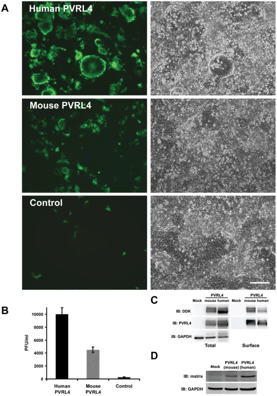 Mouse PVRL4 functions less efficiently as a MV receptor than the human homologue.