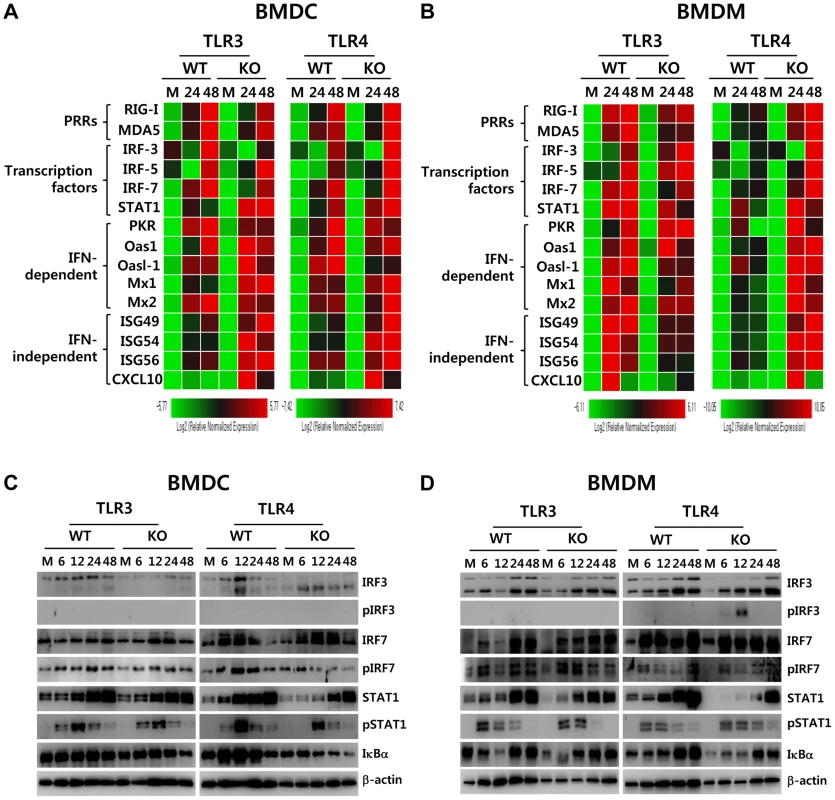 ISG induction, phosphorylation of IRFs, and IκBα degradation in primary myeloid cells derived from TLR3<sup>−/−</sup> and TLR4<sup>−/−</sup> mice after JEV infection.