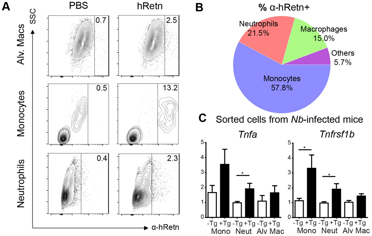 Monocytes and neutrophils are the main cellular targets of hResistin during <i>Nb</i> infection.